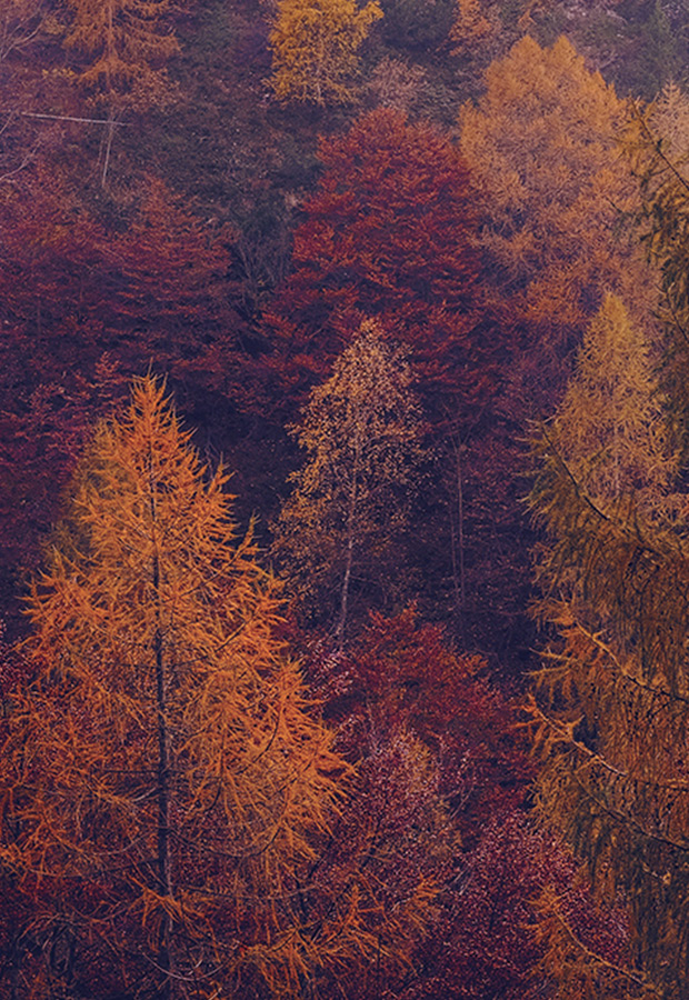 Ag Caumasee Colors Pink Trees