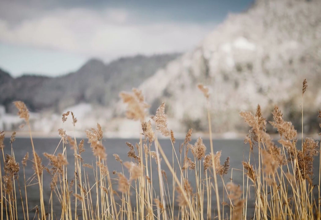 roseaux devant un lac bleu en suisse