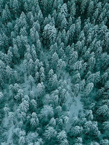 drone shot green trees